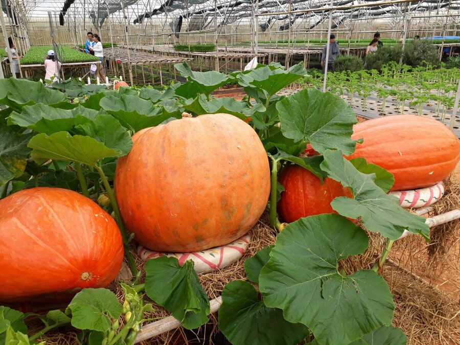 Vườn Bí Ngô Khổng Lồ tại Đà Lạt