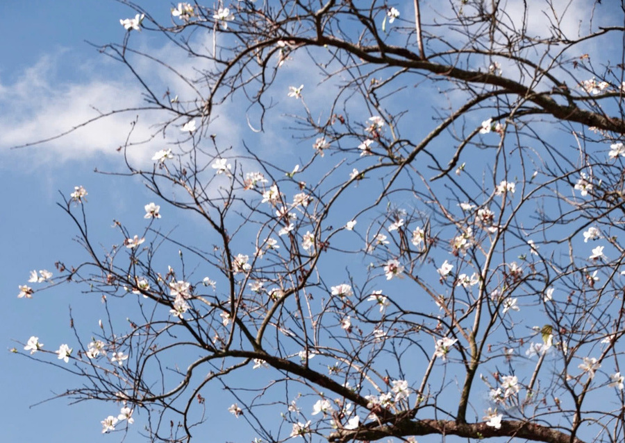 Nguồn gốc hoa Ban trắng