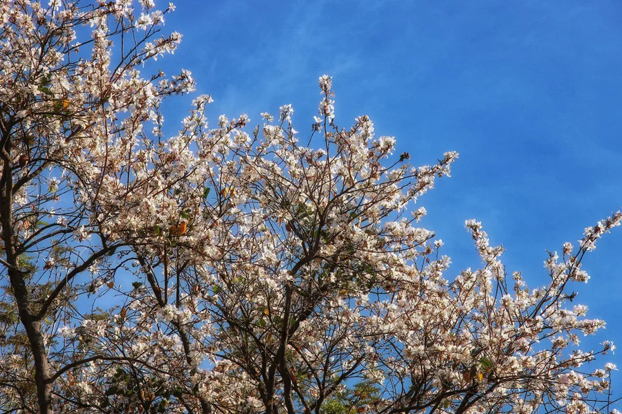 Hoa Ban trắng Đà Lạt nở vào tháng mấy?