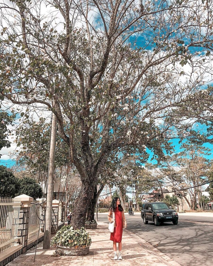 Cây hoa ban trắng rất cao