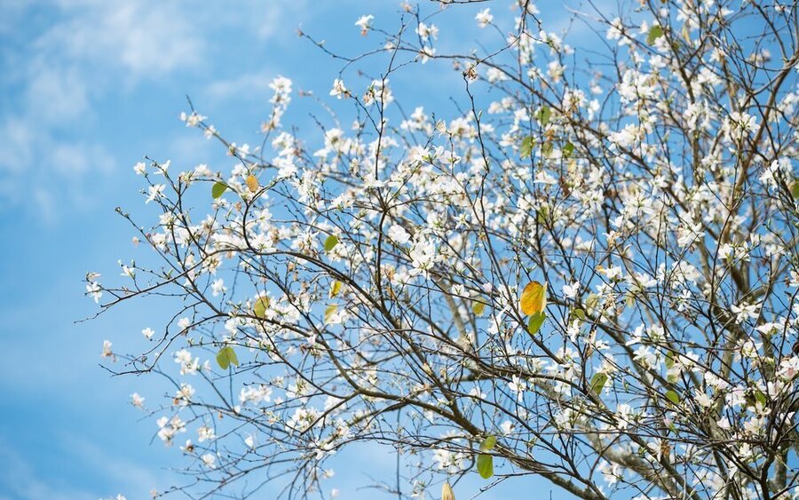 Hoa ban trắng Đà Lạt