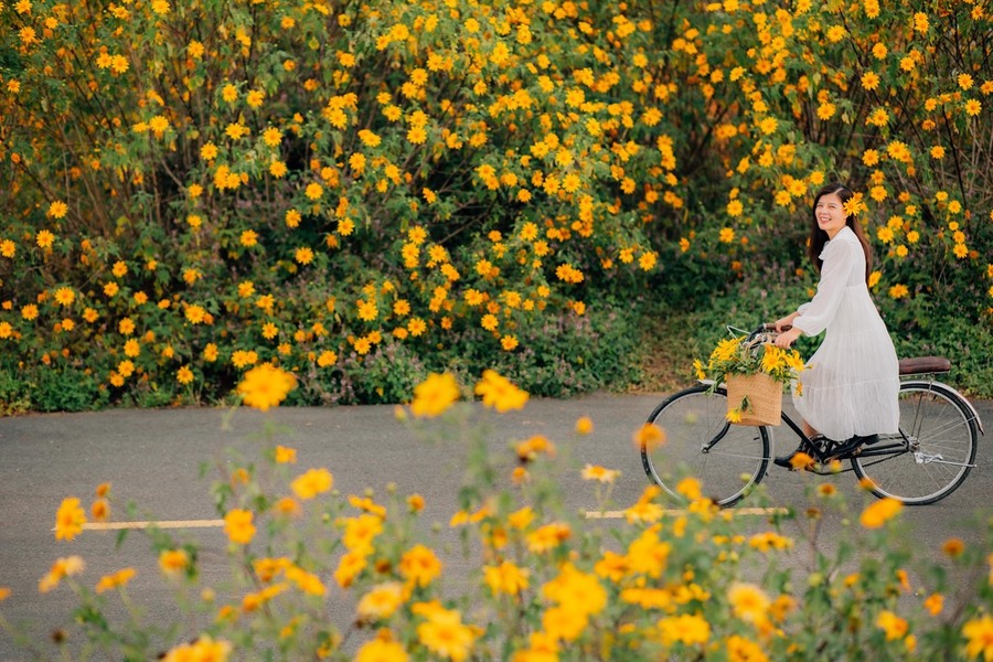 Ý nghĩa của hoa Dã Quỳ