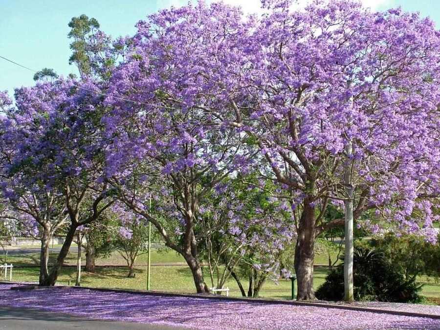 Nguồn gốc của hoa phượng tím