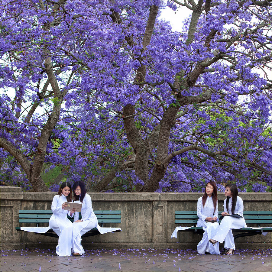 Ý nghĩa của hoa phượng tím