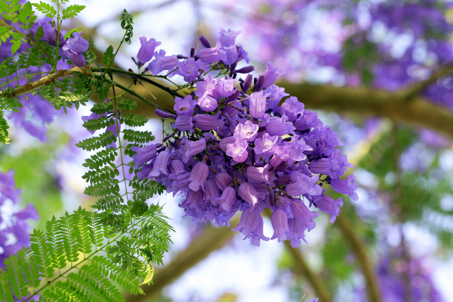 Mùa hoa phượng tím Đà Lạt nở