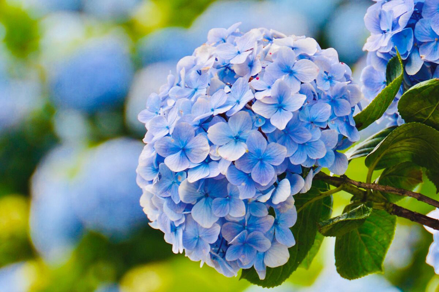 Ý nghĩa của hoa Cẩm Tú Cầu