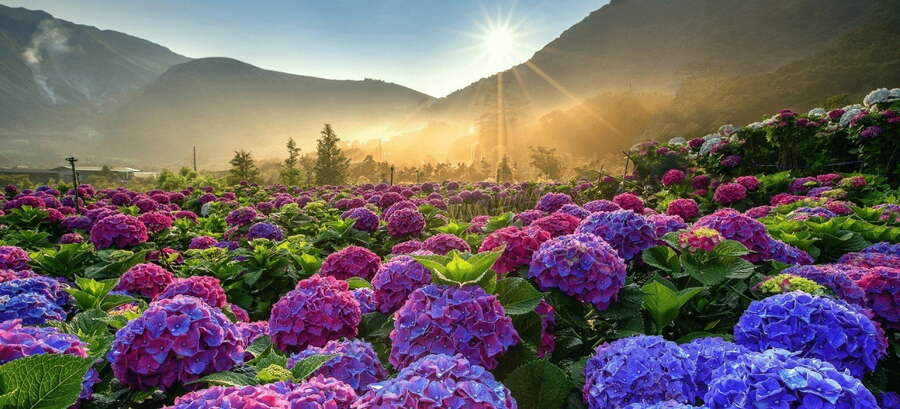 Đặc điểm chính của hoa Cẩm Tú Cầu Đà Lạt