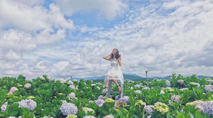 Vườn hoa Cẩm tú cầu – Nấc thang lên thiên đường