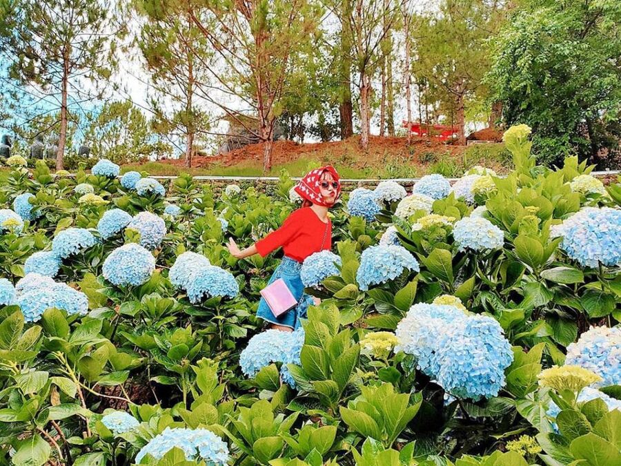 Lưu ý khi tham quan vườn hoa Cẩm Tú Cầu