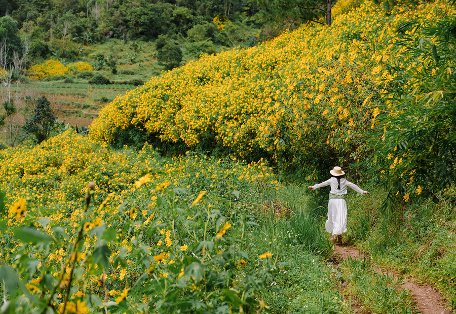 Cánh đồng hoa dã quỳ Đà Lạt