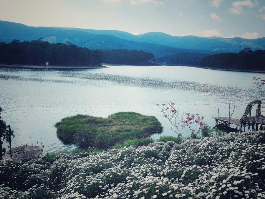 Vườn hoa cúc họa mi Đà Lạt – Happy Hill