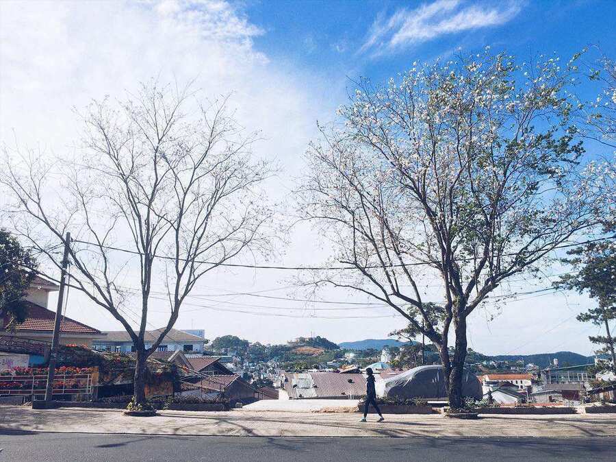 Vườn hoa ban trắng đường Quang Trung