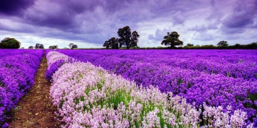 Cánh đồng hoa Lavender đồi chè Cầu Đất