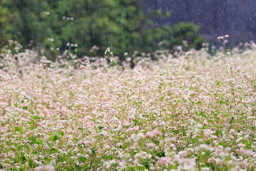 Cánh đồng hoa tam giác mạch Đà Lạt