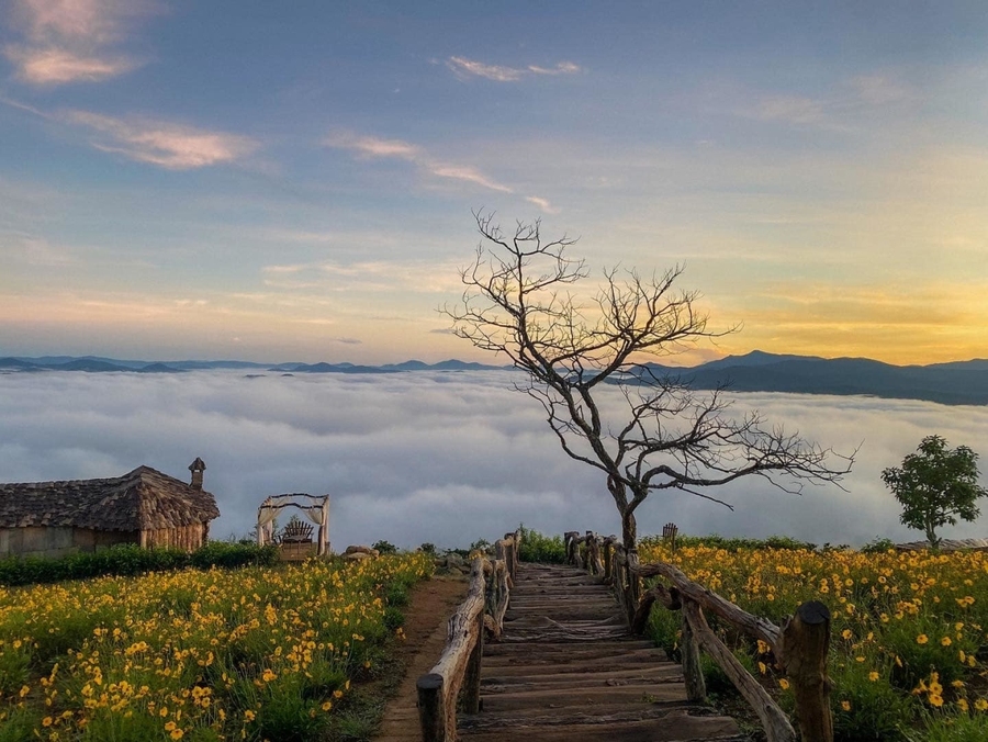 Giới thiệu về Đồi Chè Cầu Đất Đà Lạt