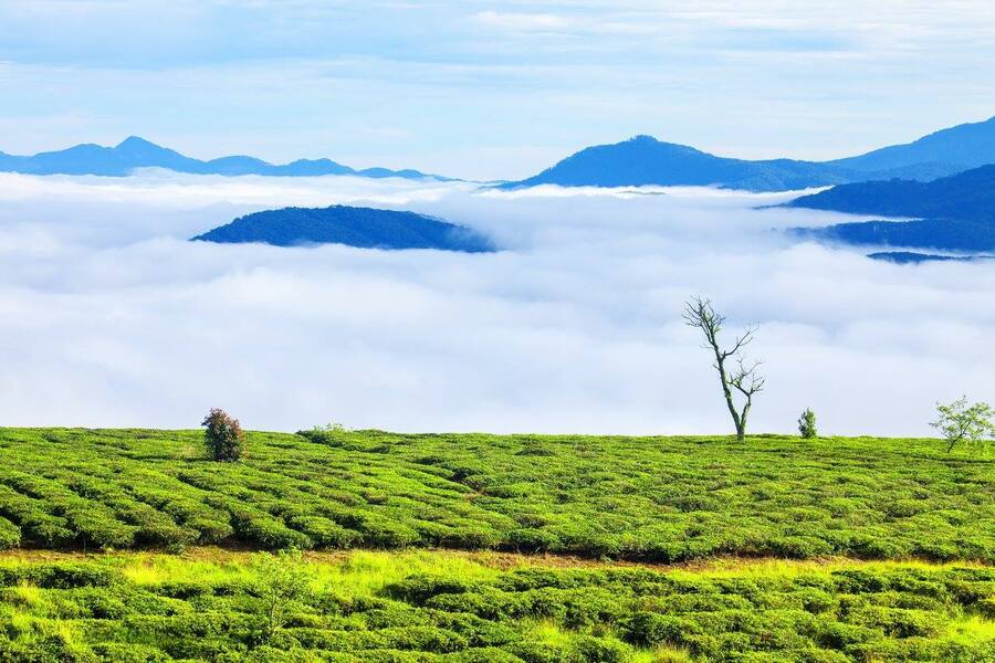 Hướng dẫn di chuyển đến Đồi Chè Cầu Đất