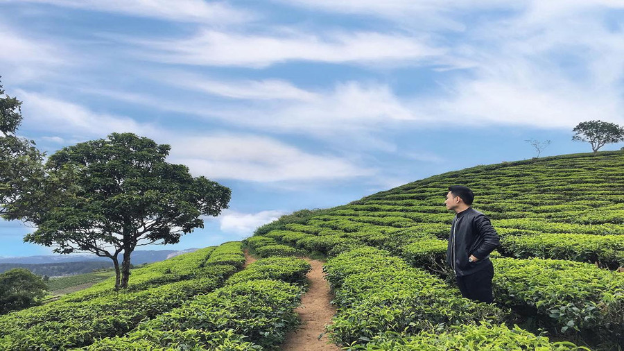 Khung giờ mở cửa và giá vé tham quan Đồi Chè Cầu Đất