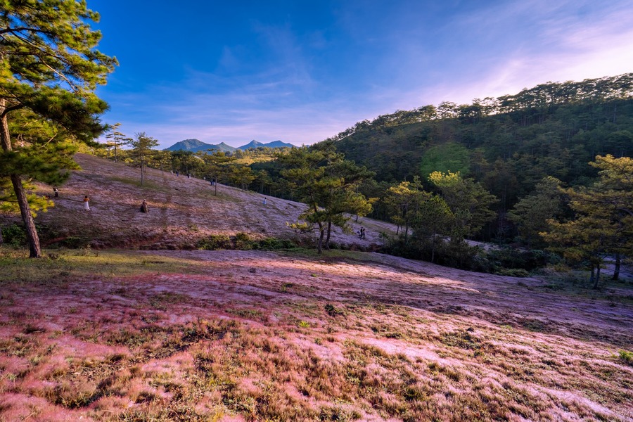 Địa chỉ đồi cỏ hồng Đà Lạt