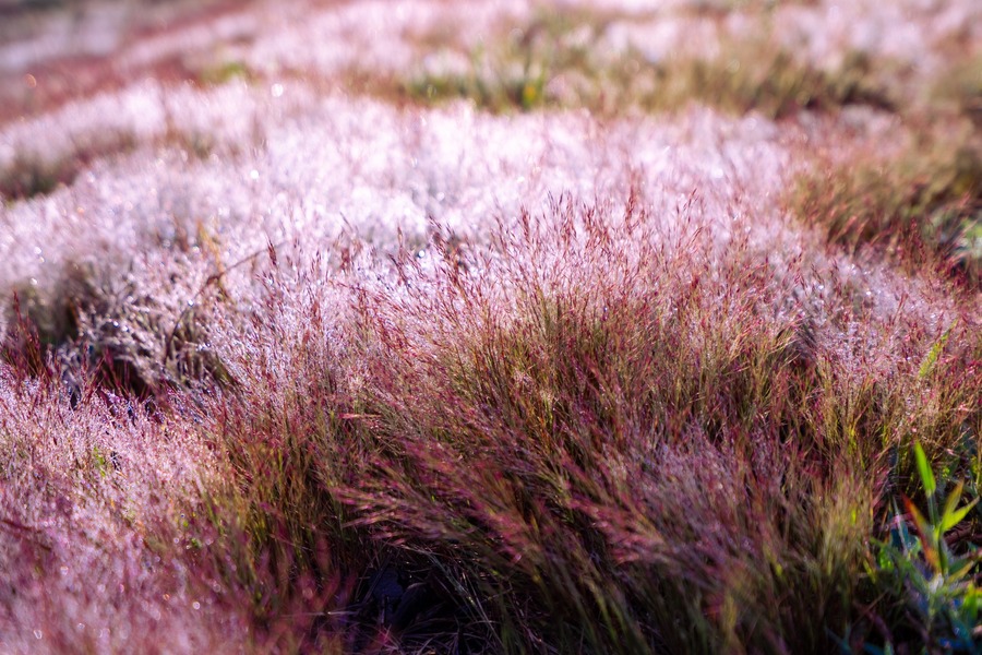 Đồi cỏ hồng Đà Lạt – Măng Lin