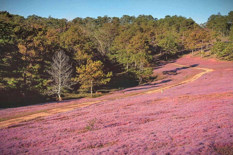 Hướng dẫn đường đi