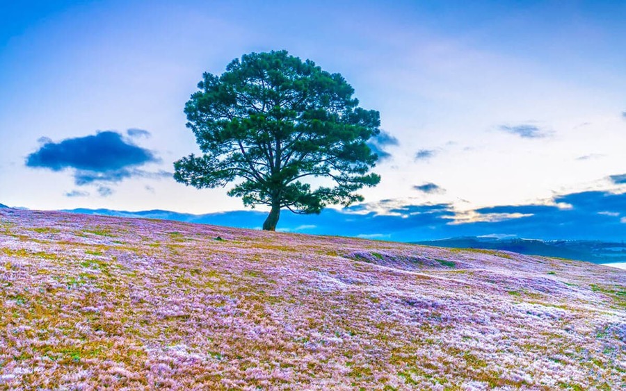 Khám phá vẻ thơ mộng của cây thông cô đơn