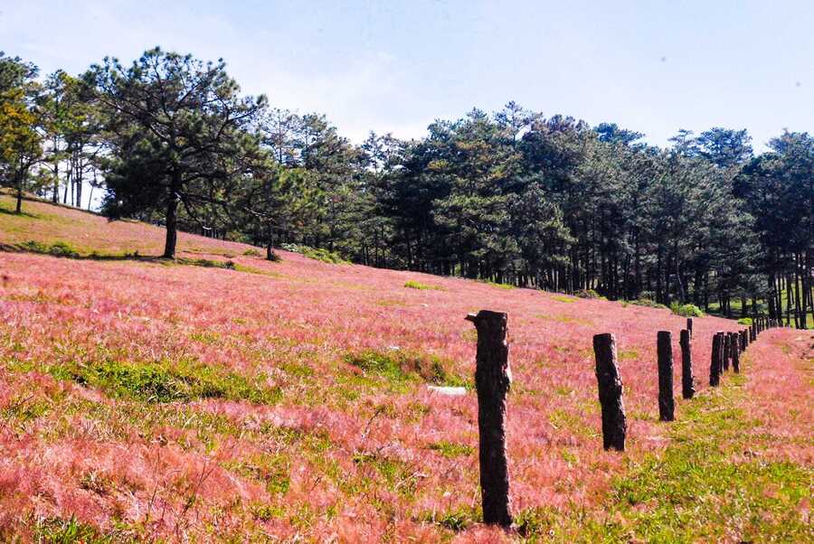 Đồi cỏ hồng Thái Phiên Đà Lạt