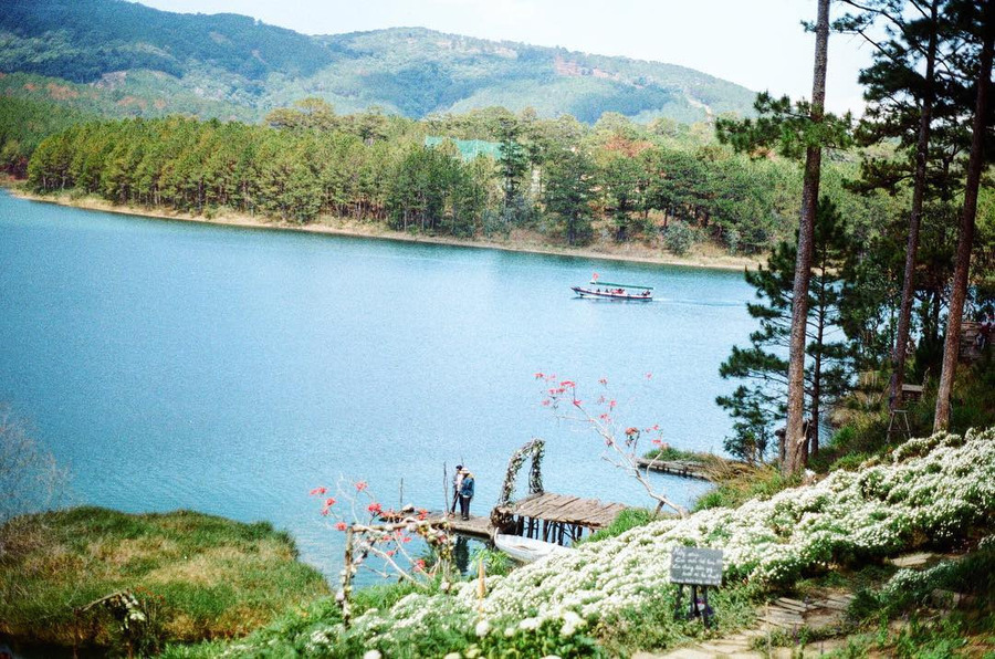 Hàng cây sen tuyết