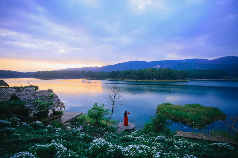 Vườn cúc họa mi