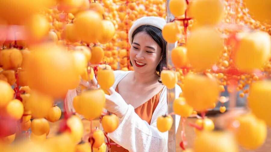 Vườn hồng treo hợp tác xã Trường Gia Phát