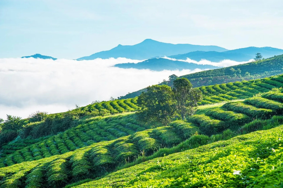 Đồi chè Cầu Đất