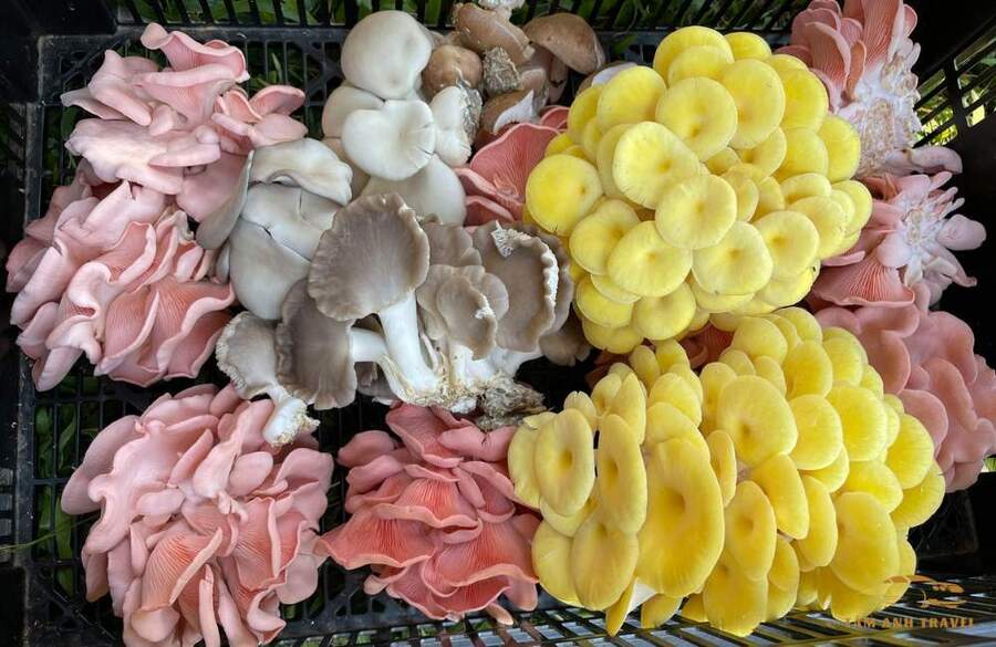 Tìm hiểu về các loài nấm