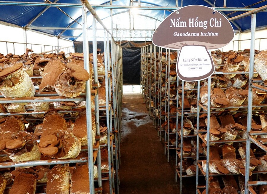 Tìm hiểu quy trình sản xuất nấm và thực phẩm sạch