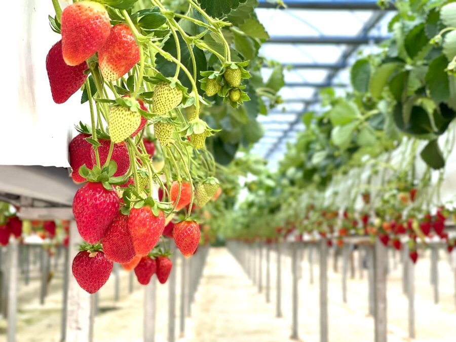 Vườn nông sản cao cấp