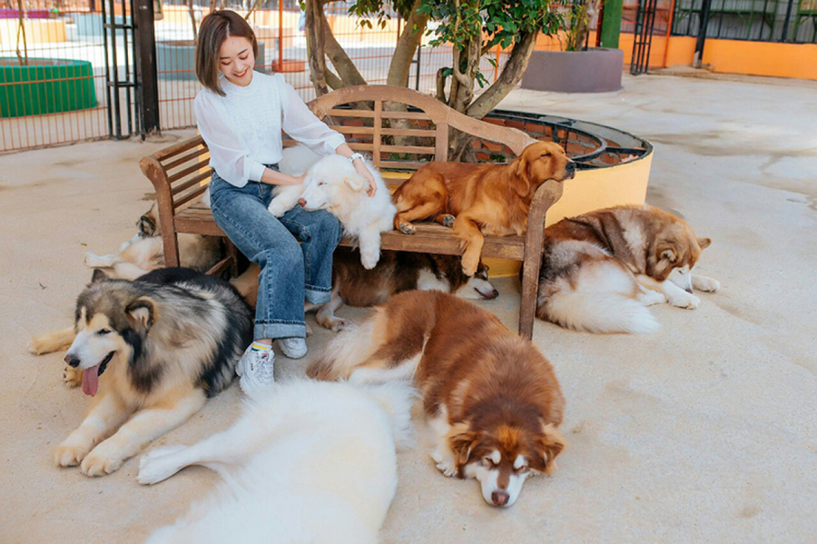 Sở hữu nhiều giống chó tuyệt đẹp