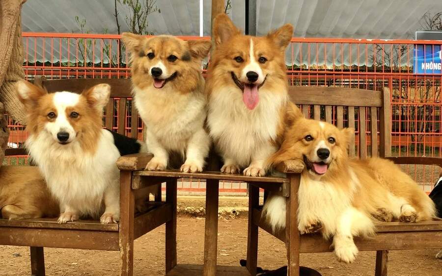 Trại cún Corgi