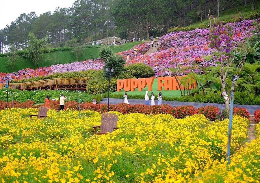 Cánh đồng hoa đa sắc màu