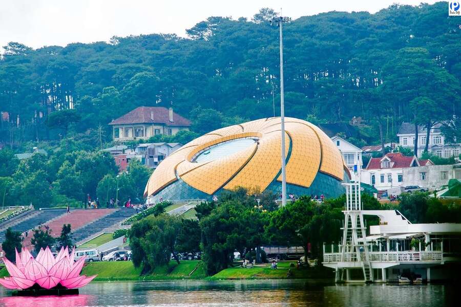 Nụ hoa Dã Quỳ khổng lồ