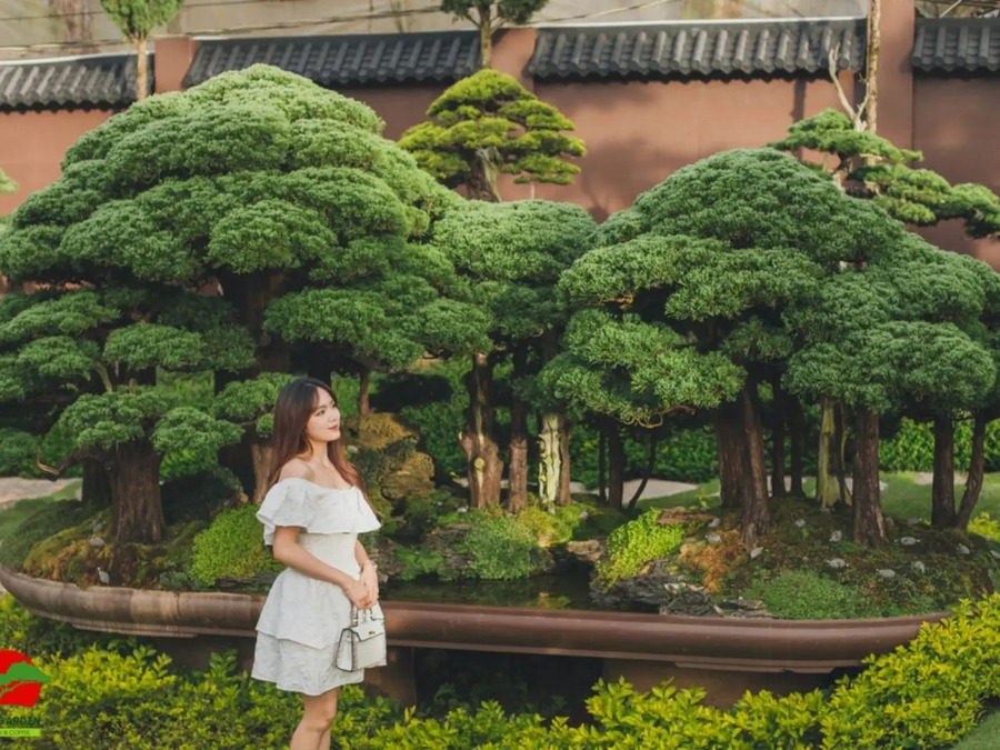 Vườn bonsai lá kim