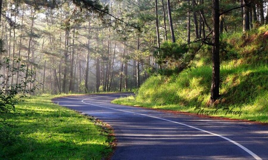 Đà Lạt, chiếc nôi của cây thông