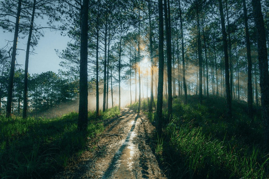 Rừng thông Đà Lạt có tự bao giờ