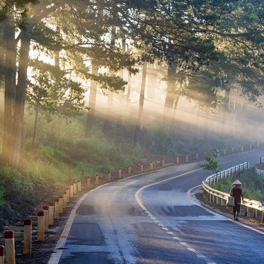 Rừng thông đèo Prenn