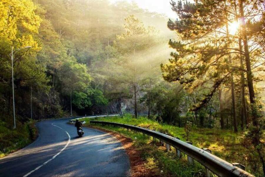 Rừng thông đường Khởi Nghĩa Bắc Sơn