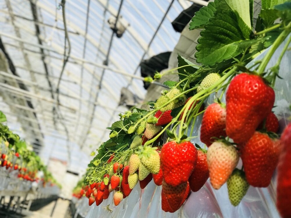 Vườn Dâu Nhật Bản công nghệ cao