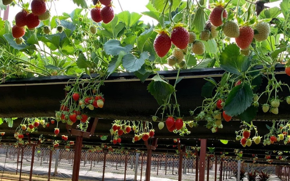 Vườn dâu Đà Lạt Bunny Hill