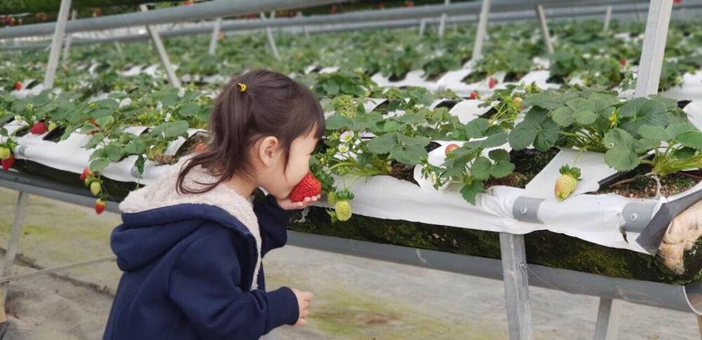 Vườn dâu Hoa Thắng Thịnh Đà Lạt