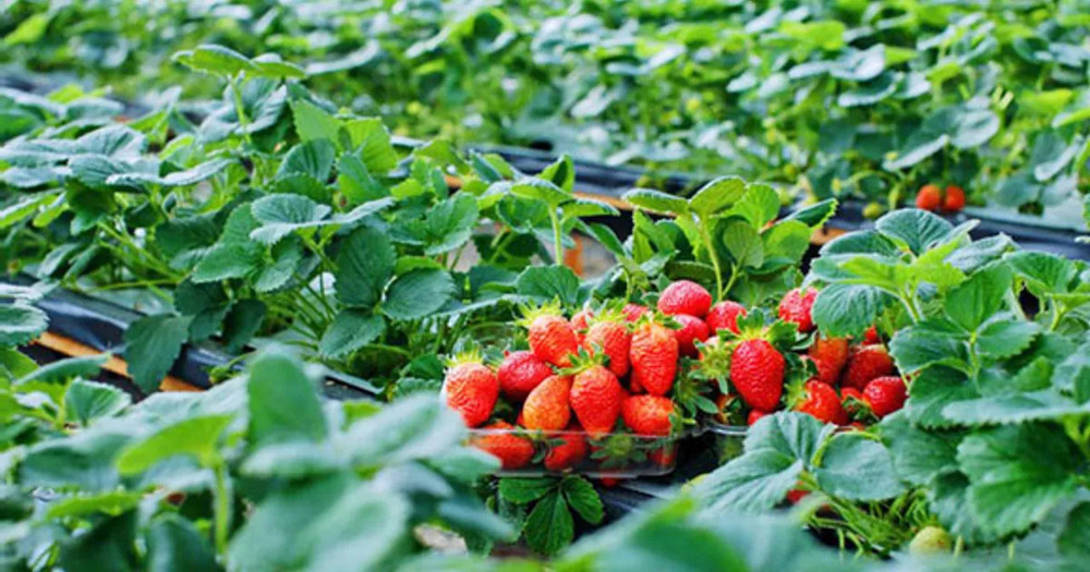 Vườn dâu tây chú Hùng