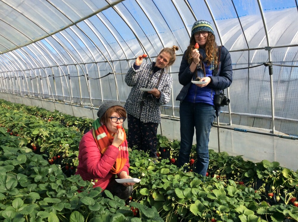 Vườn dâu sạch Bà Lan