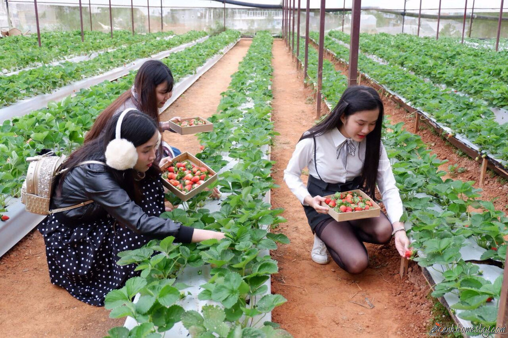 Vườn dâu tây Phước Lộc