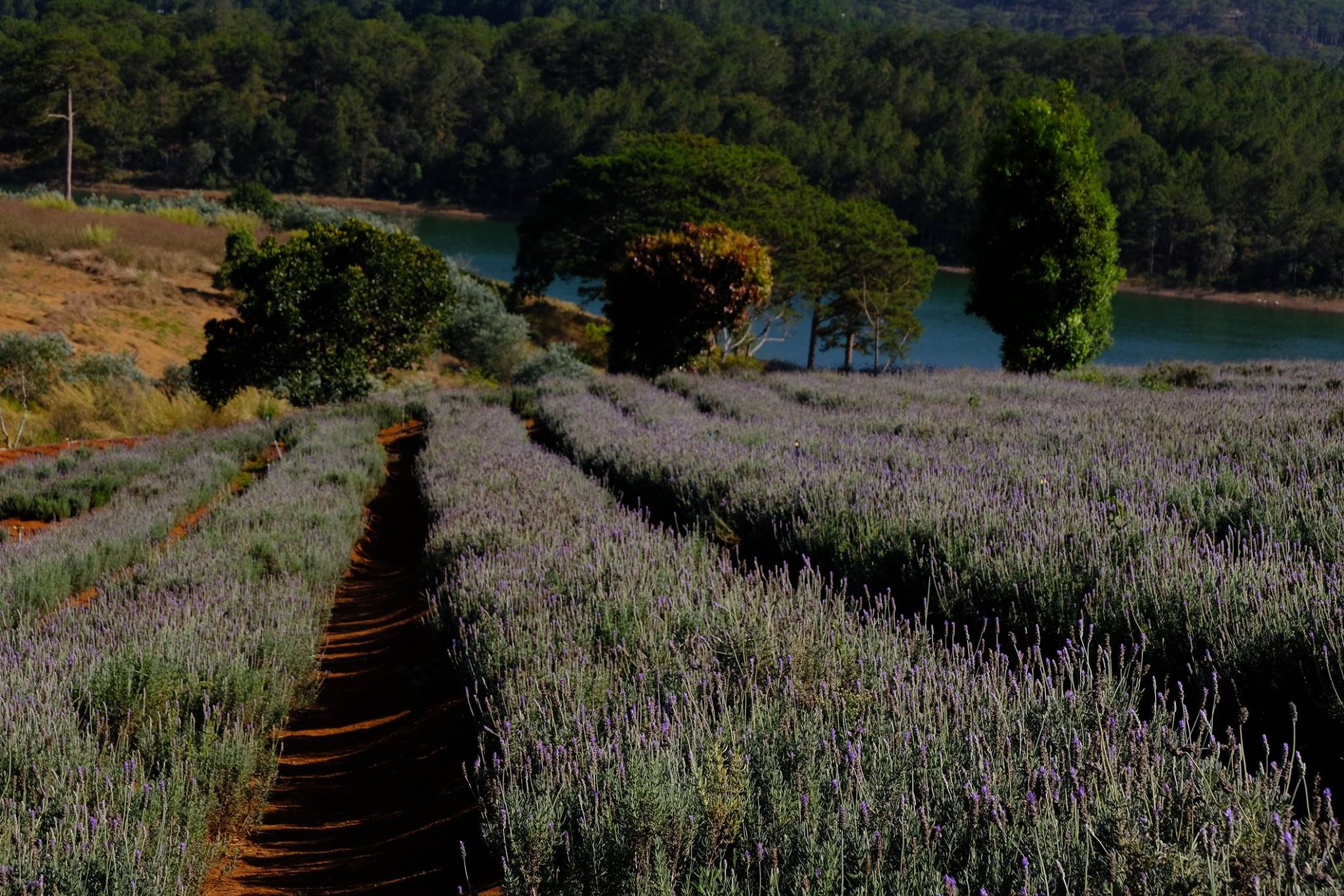 Vườn hoa Lavender hồ Tuyền Lâm
