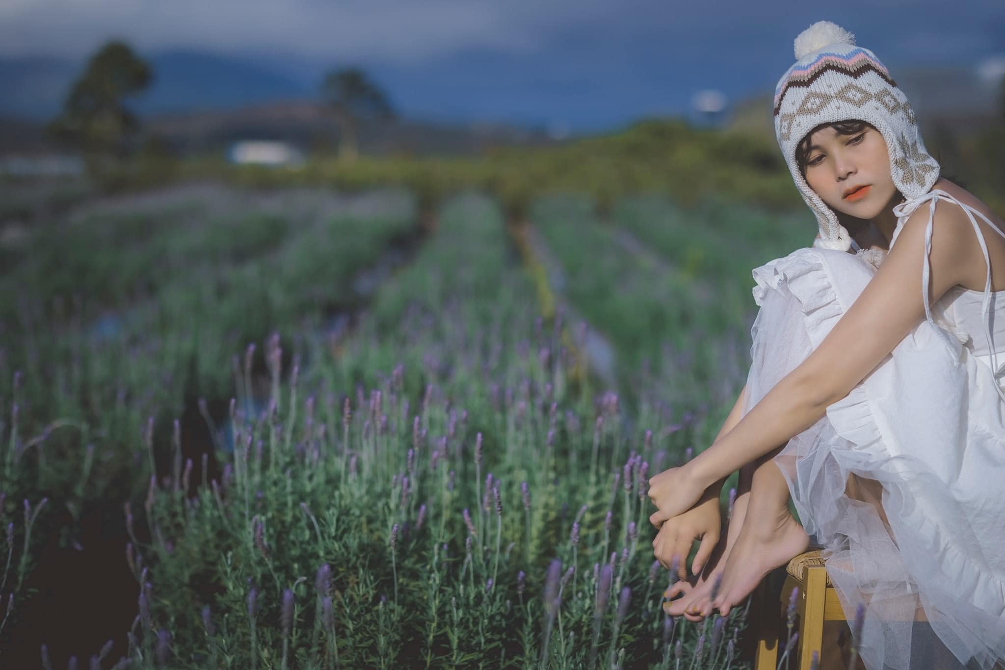 Cánh đồng hoa Lavender Cầu Đất
